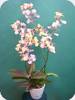 Oncidium Popcorn 'Haruri'